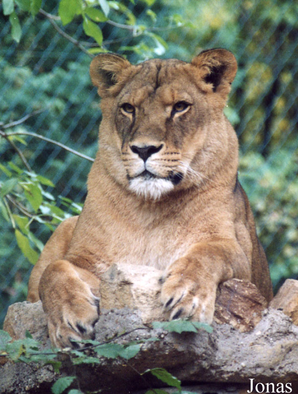 Panthera leo