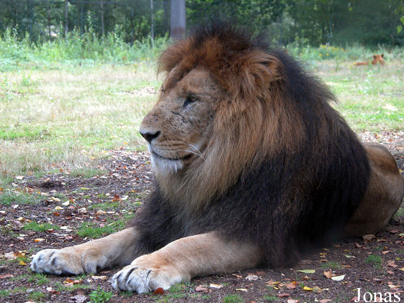 Panthera leo