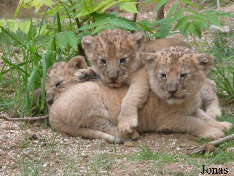 Panthera leo