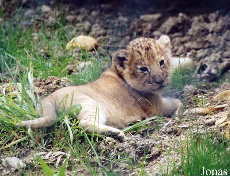 Panthera leo
