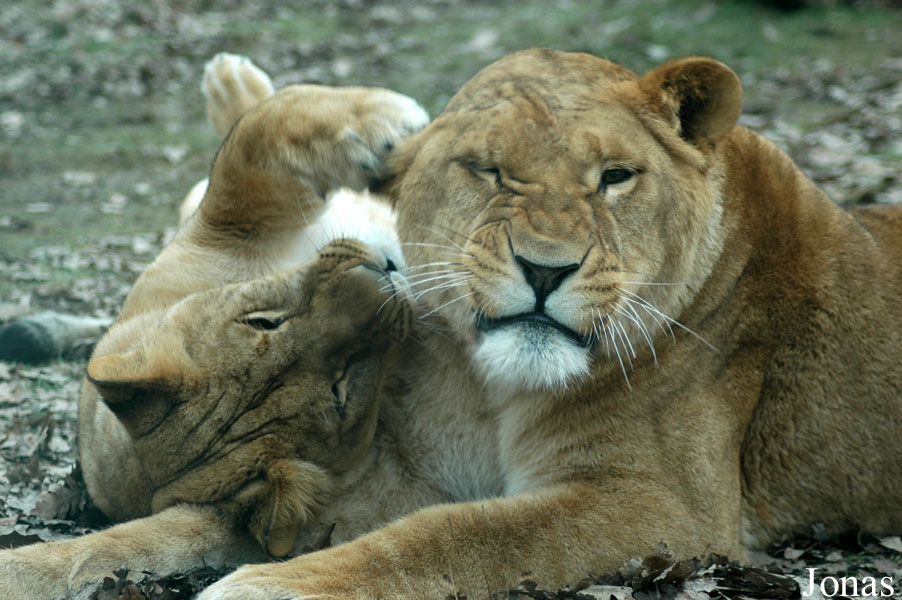 Panthera leo