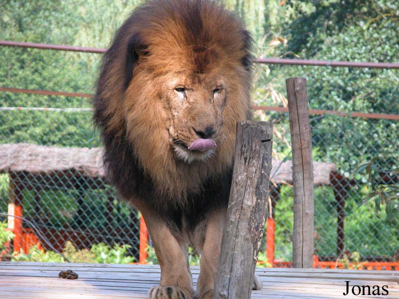 Panthera leo