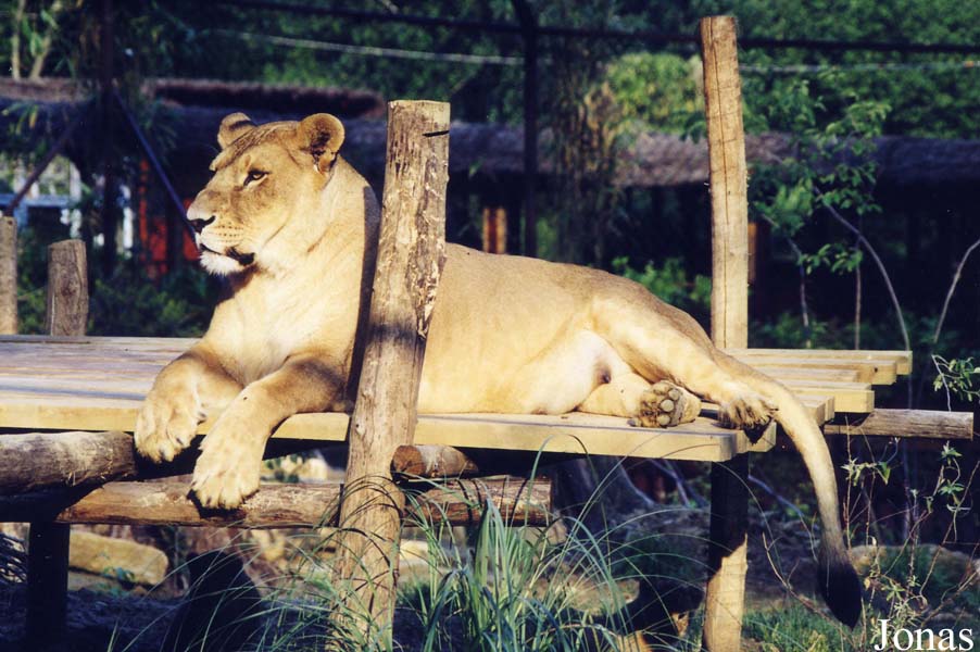 Panthera leo