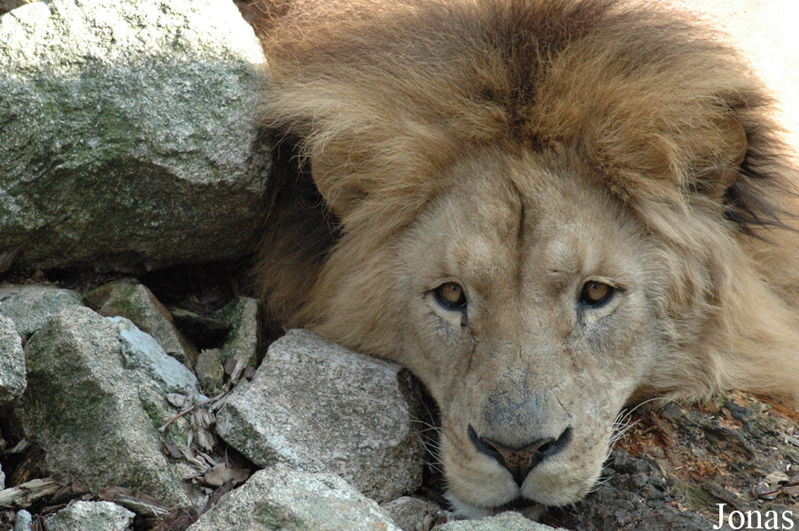 Panthera leo