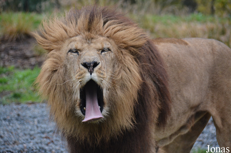 Panthera leo