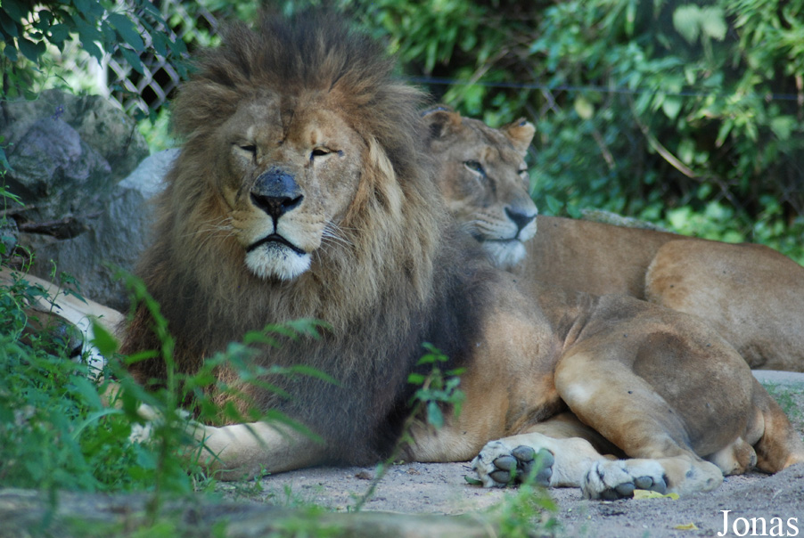 Panthera leo