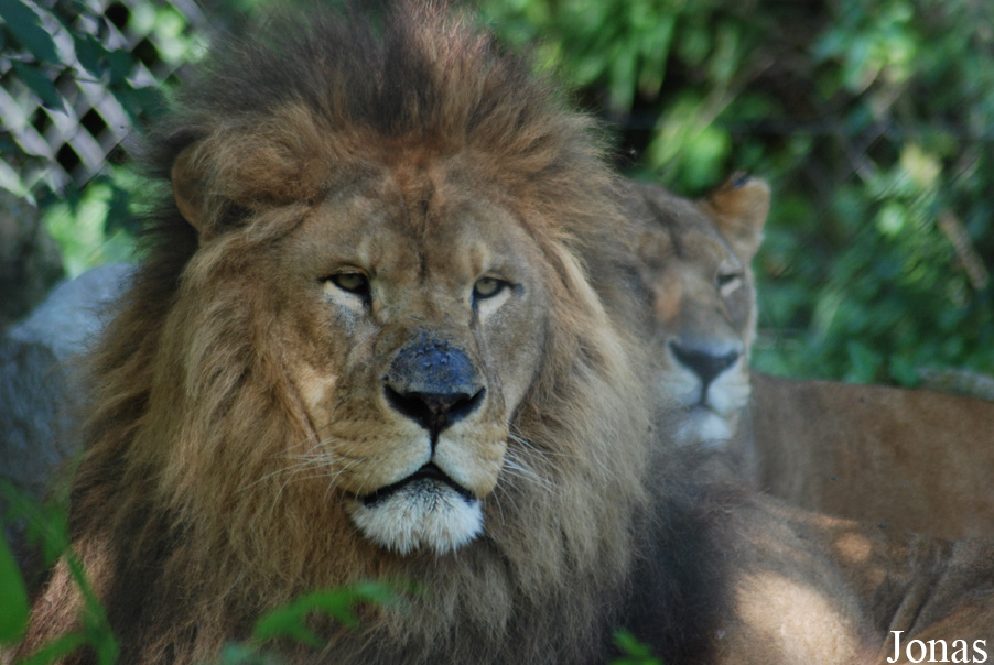 Panthera leo