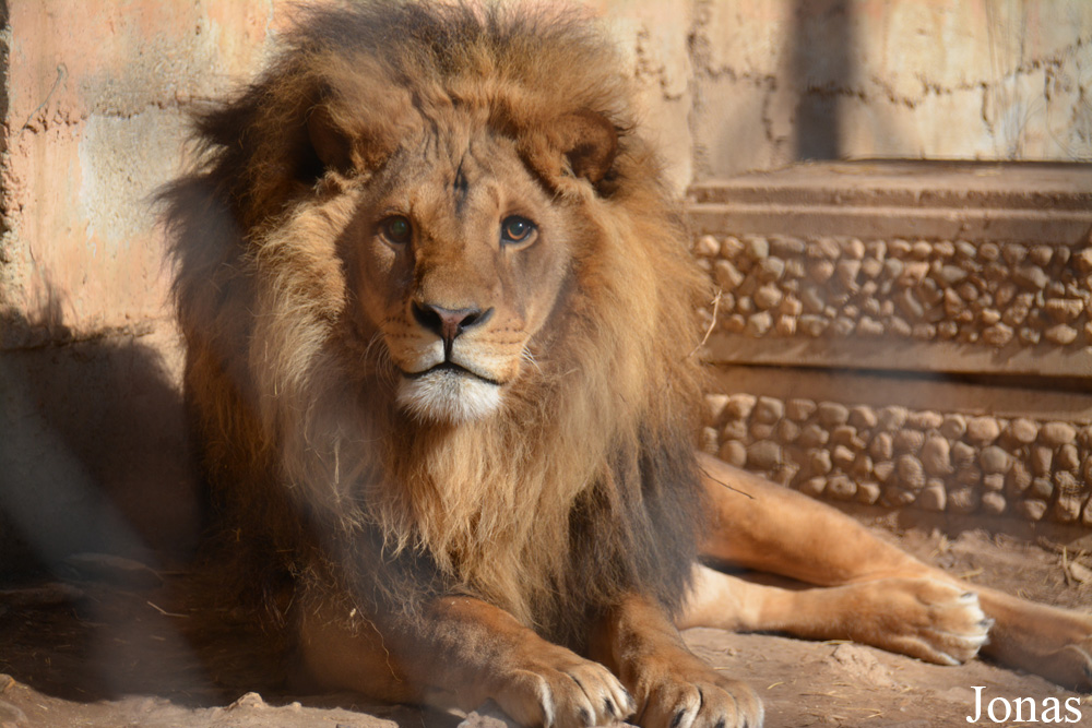 Panthera leo
