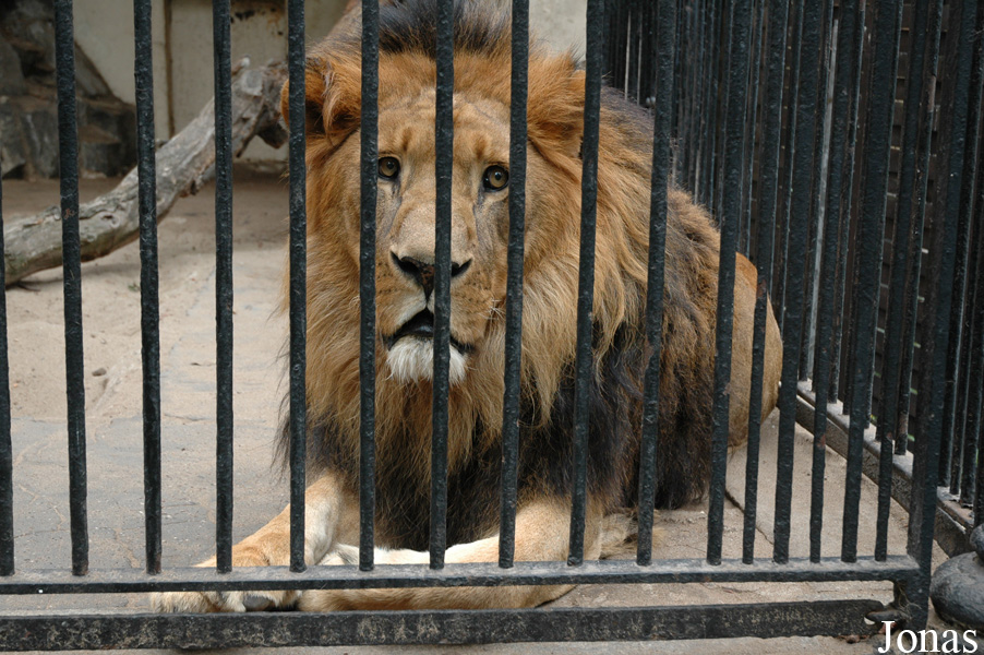 Panthera leo