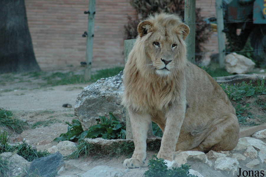 Panthera leo bleyenberghi