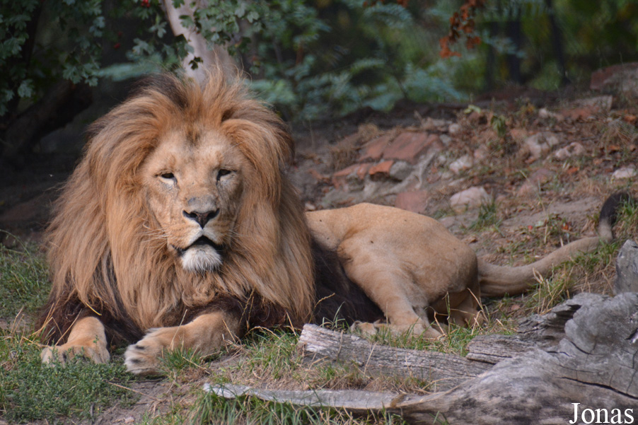 Panthera leo bleyenberghi