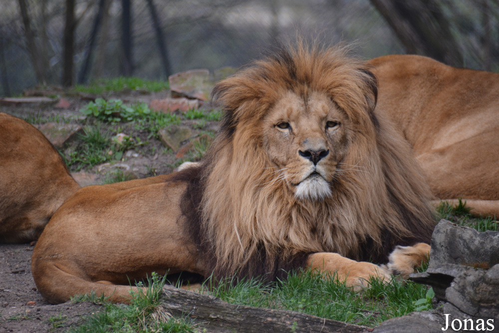 Panthera leo bleyenberghi