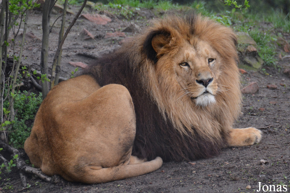 Panthera leo bleyenberghi