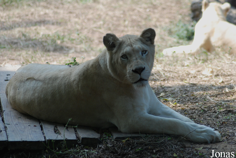 Panthera leo krugeri