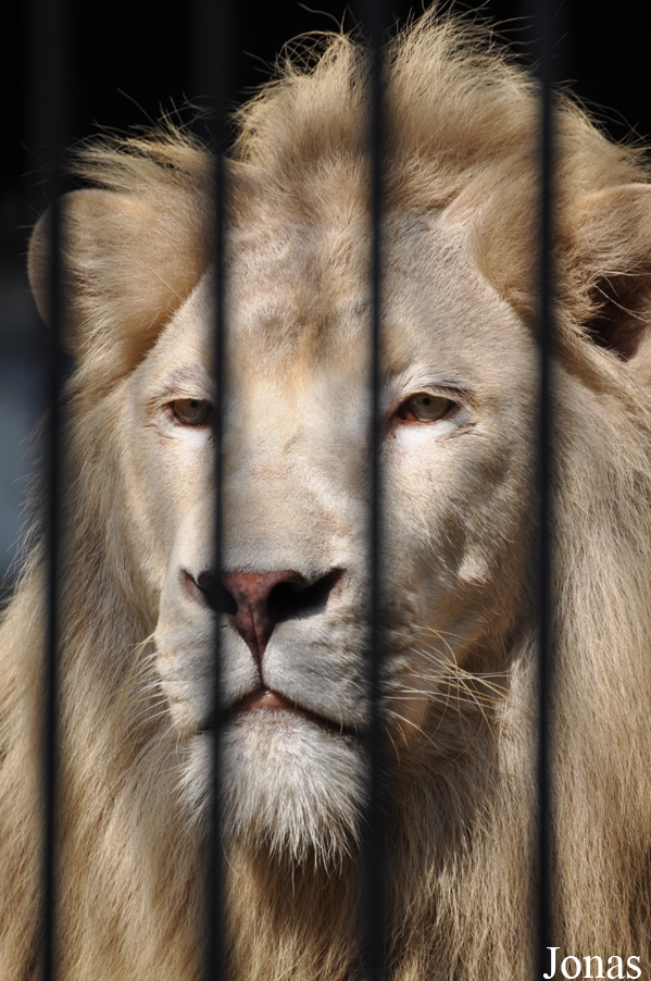 Panthera leo krugeri