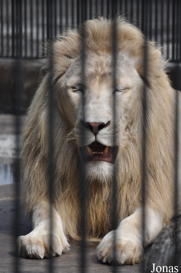 Panthera leo krugeri