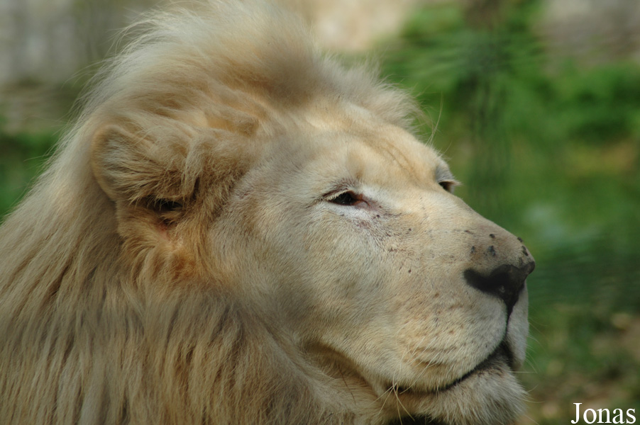 Panthera leo krugeri