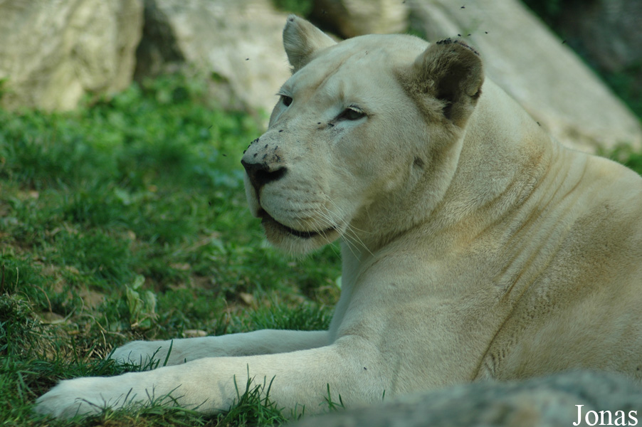 Panthera leo krugeri