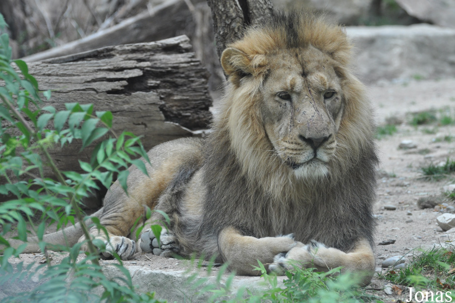 Panthera leo persica