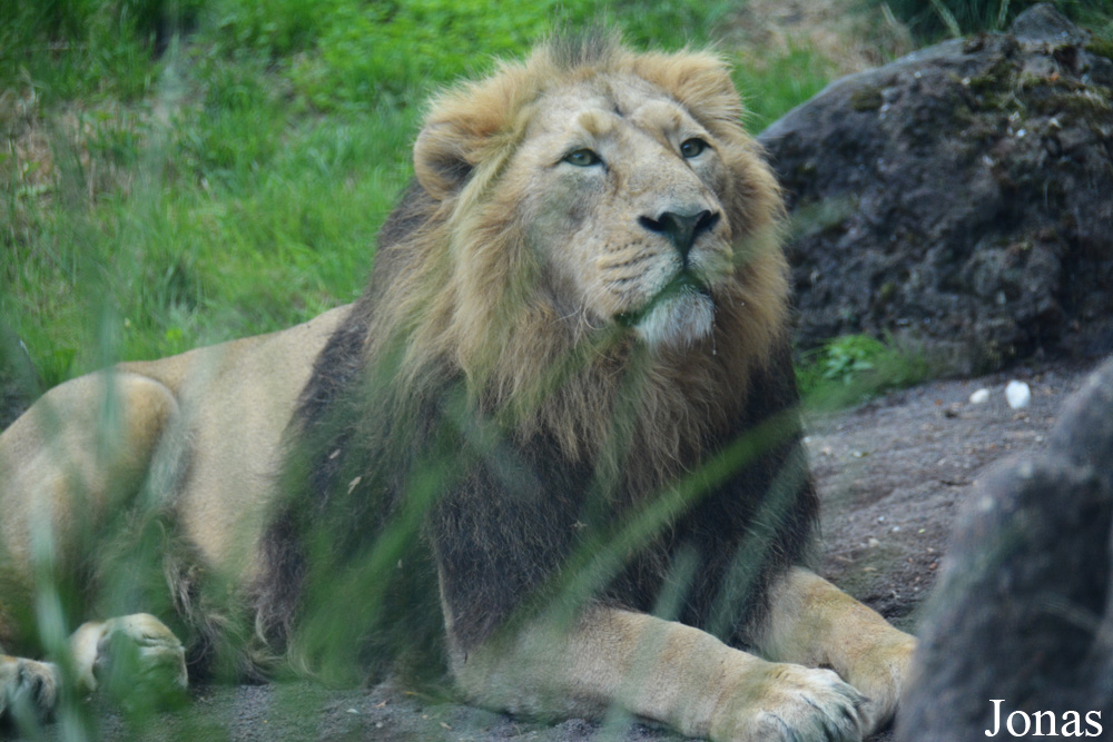 Panthera leo persica