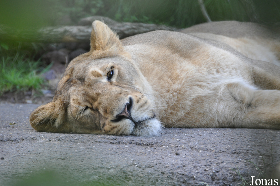 Panthera leo persica