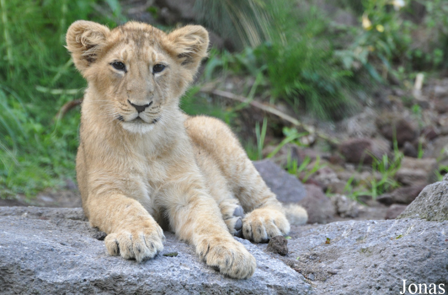 Panthera leo persica