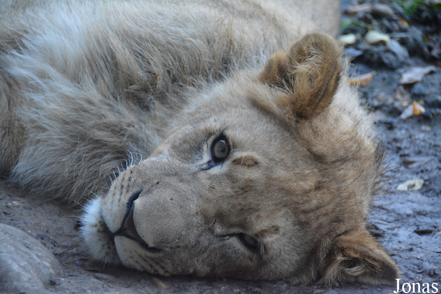 Panthera leo vernayi