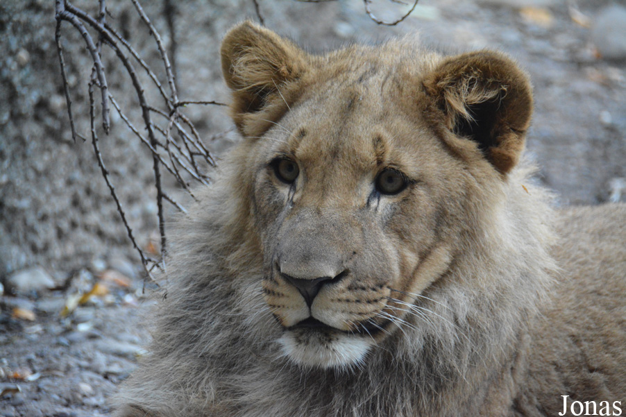 Panthera leo vernayi
