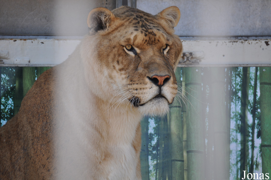 Panthera leo x tigris / Cirque Arlette Gruss