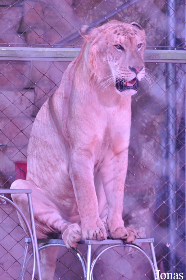 Panthera leo x tigris