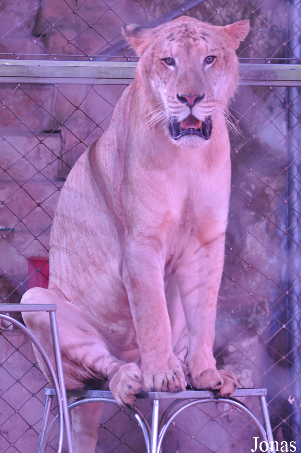 Panthera leo x tigris