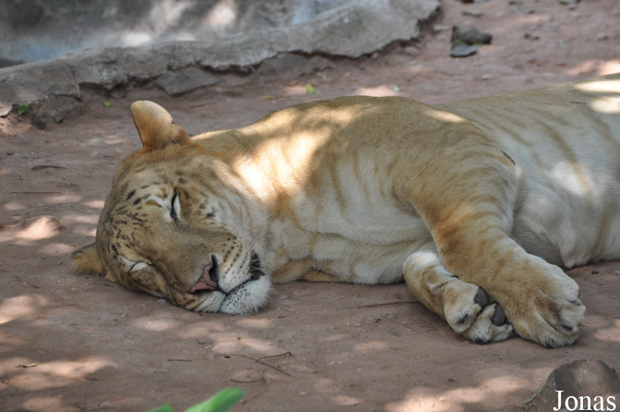 Panthera leo x tigris