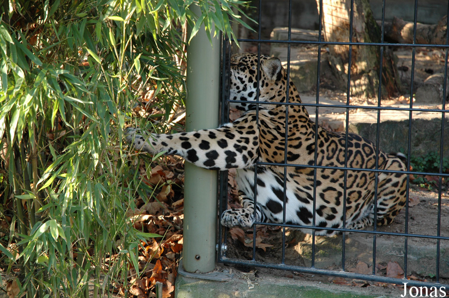 Panthera onca