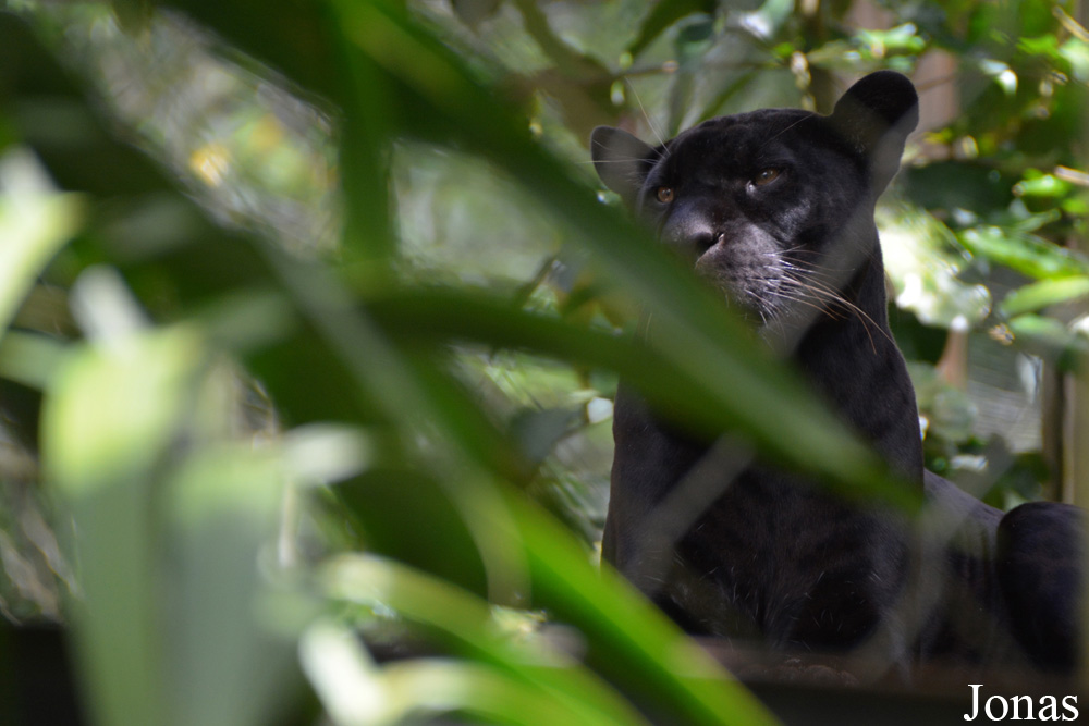 Panthera onca