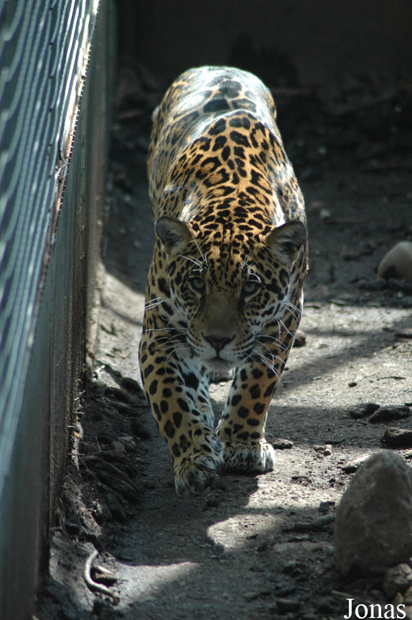 Panthera onca
