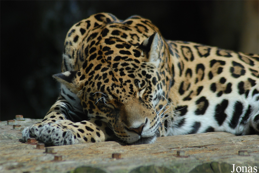 Panthera onca