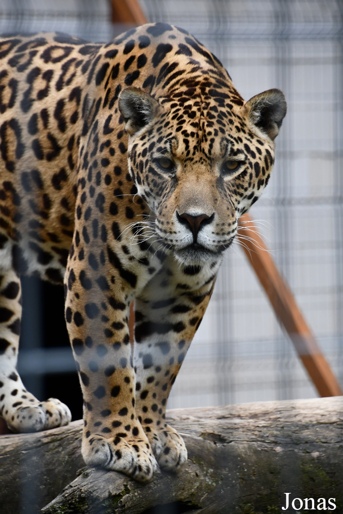 Panthera onca