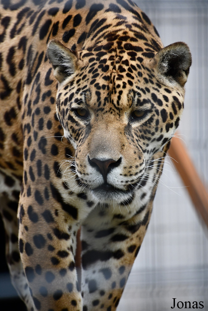 Panthera onca