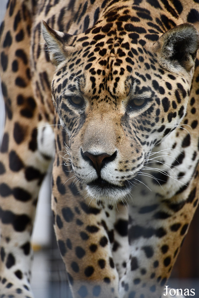 Panthera onca