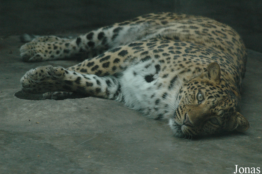 Panthera pardus