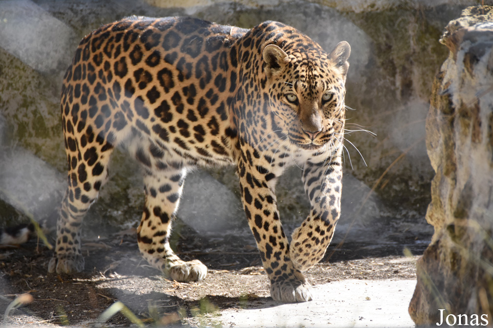 Panthera pardus