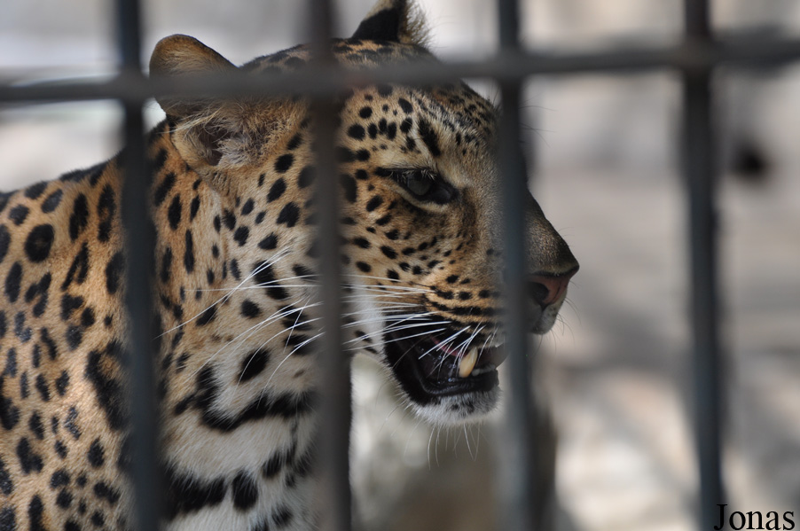 Panthera pardus