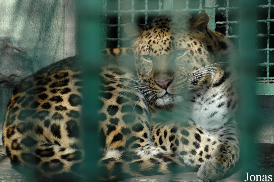 Panthera pardus