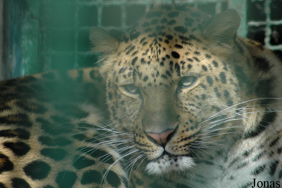 Panthera pardus