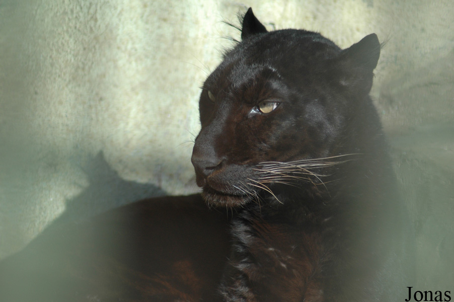 Panthera pardus
