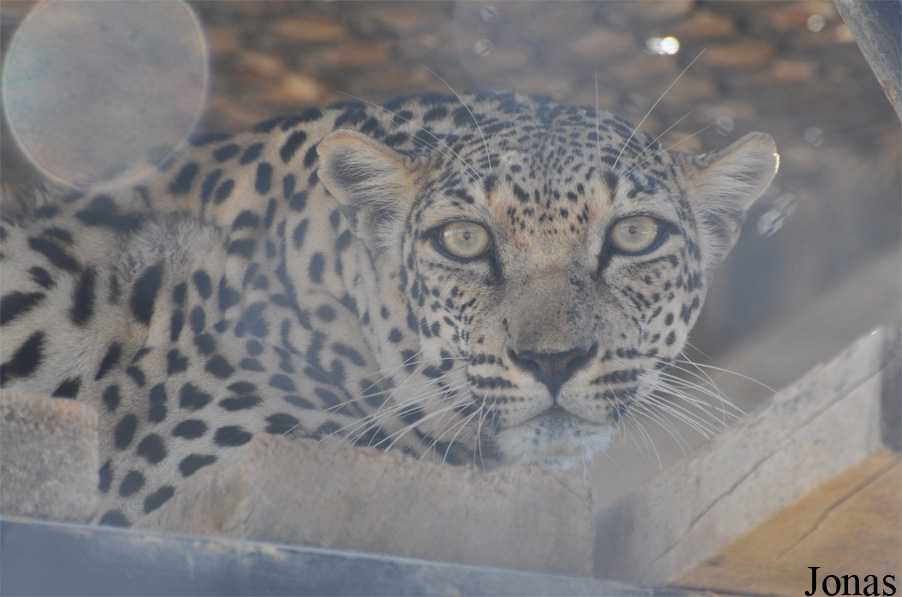 Panthera pardus nimr