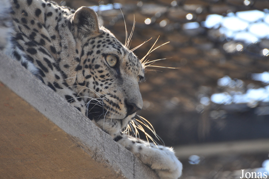 Panthera pardus nimr