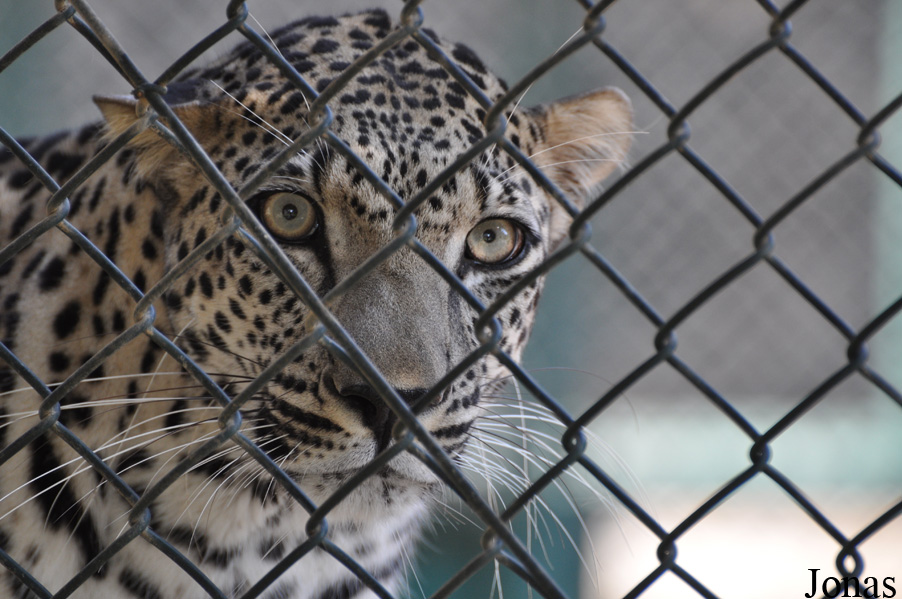 Panthera pardus nimr