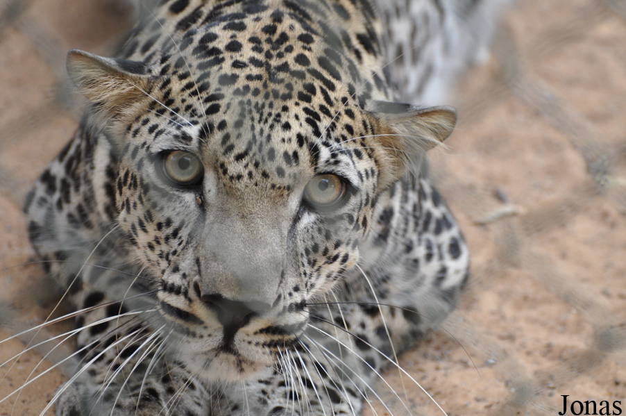 Panthera pardus nimr