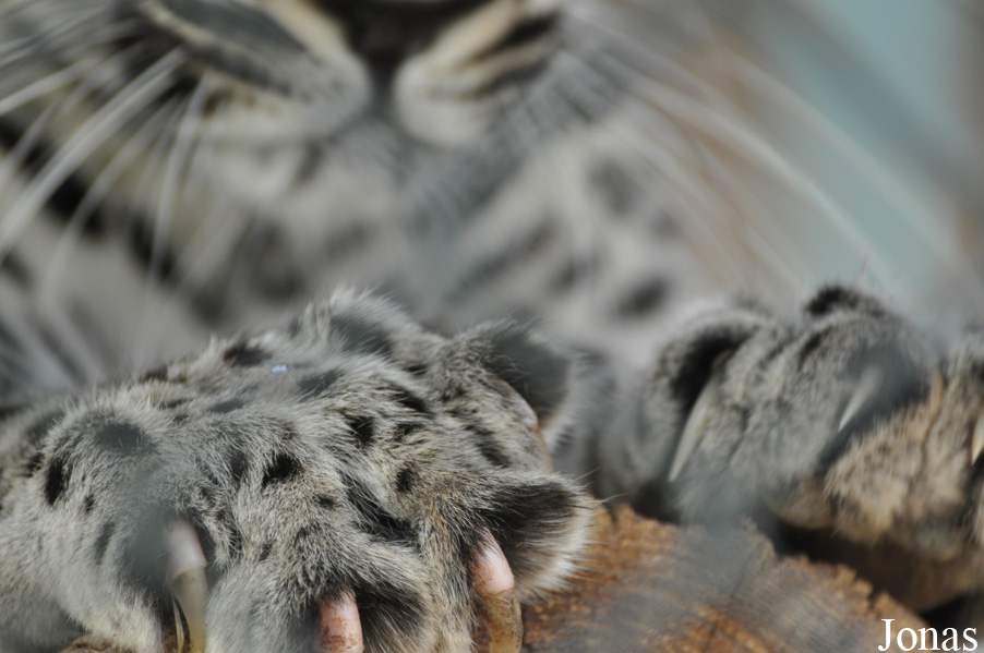Panthera pardus nimr